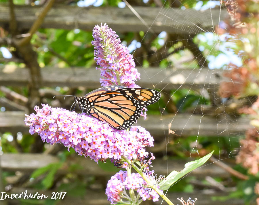Butterfly, Monarch, Cottage living, Inverhuron, Lake Huron, beach, Kincardine, summer vacation