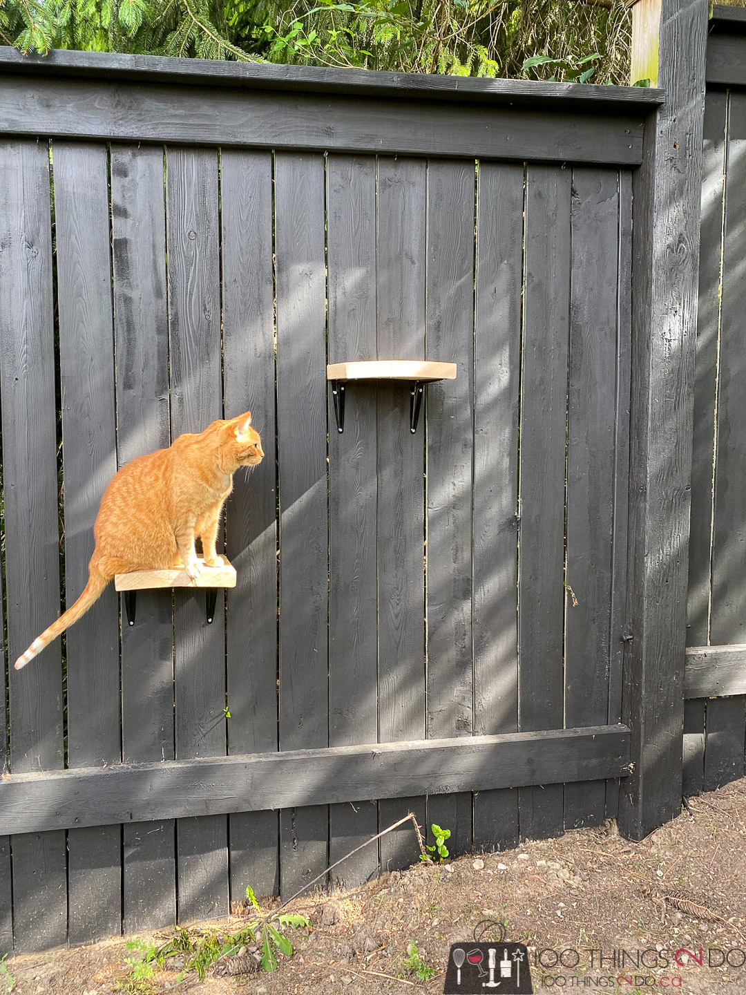 simple cat ladder