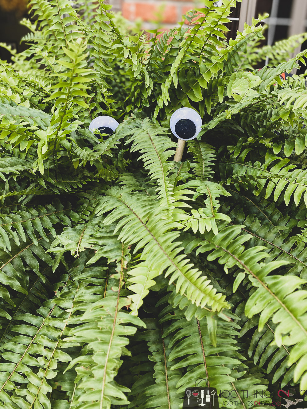 fern eyeballs, vern the fern, adding eyes to plants