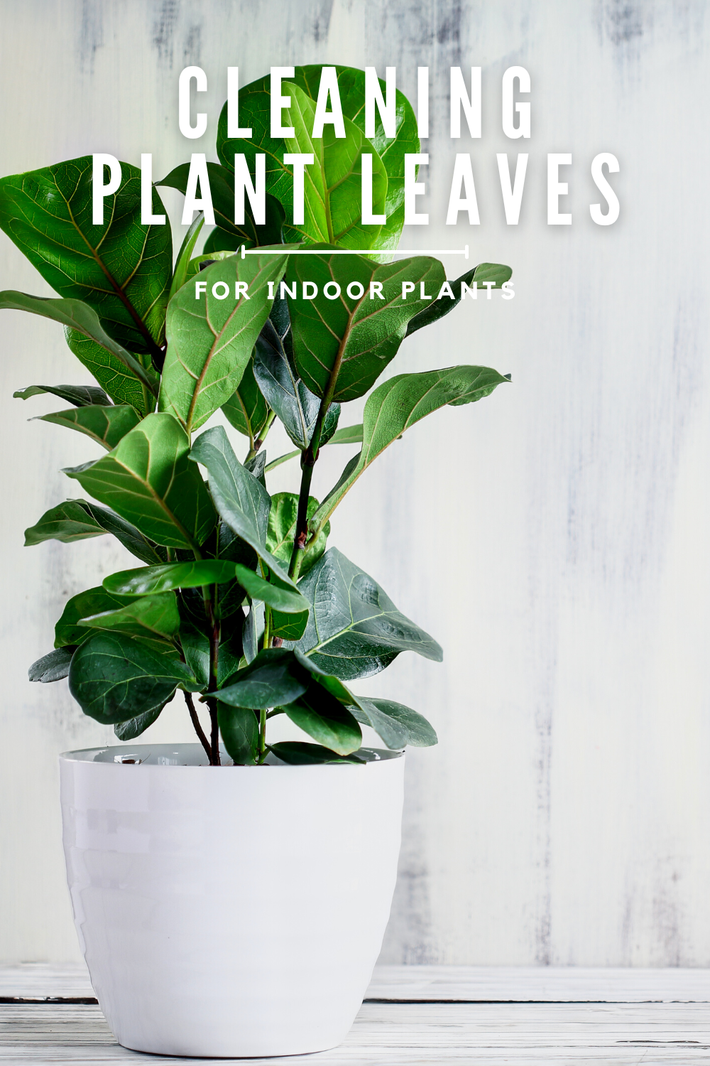 Polish the leaves on your indoor plants